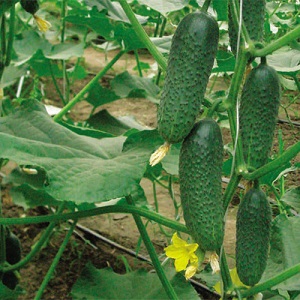 An unpretentious hybrid of Tchaikovsky f1 cucumbers that gives a rich harvest even with minimal maintenance