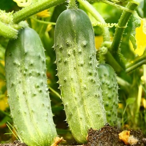 An unpretentious hybrid of Tchaikovsky f1 cucumbers that gives a rich harvest even with minimal maintenance