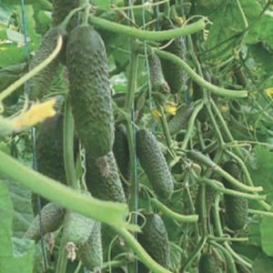 An unpretentious hybrid of Tchaikovsky f1 cucumbers that gives a rich harvest even with minimal maintenance