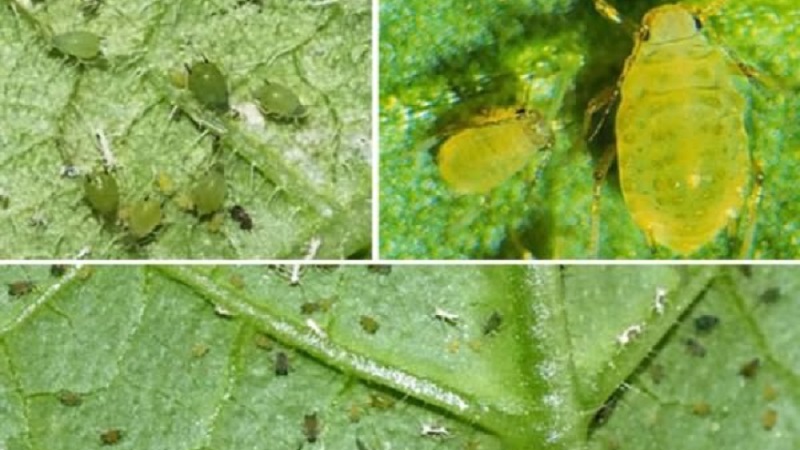 How to process cucumbers from aphids during fruiting?