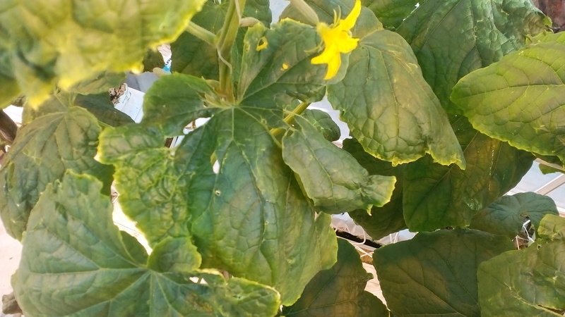 How to process cucumbers from aphids during fruiting?