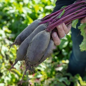 One of the sweetest varieties is Rocket beet: description, advantages and disadvantages