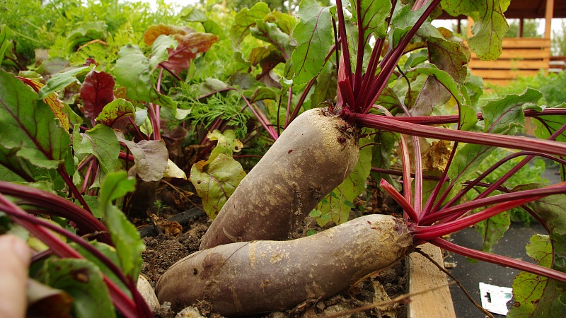 One of the sweetest varieties is Rocket beet: description, advantages and disadvantages