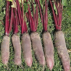 One of the sweetest varieties is Rocket beet: description, advantages and disadvantages