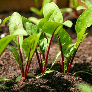 One of the sweetest varieties is Rocket beet: description, advantages and disadvantages