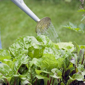One of the sweetest varieties is Rocket beet: description, advantages and disadvantages