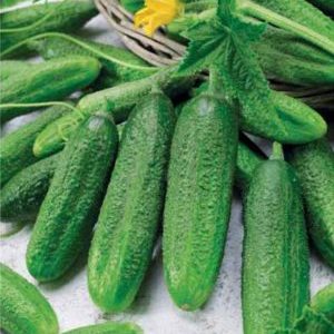 Ginga f1 hybrid cucumber from german breeders