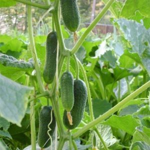 Ginga f1 hybrid cucumber from german breeders