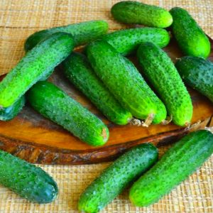 Ginga f1 hybrid cucumber from german breeders