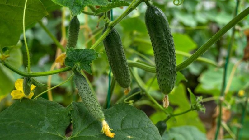 Unpretentious cucumber Lilliput f1, which does not require pollination and gives a rich harvest