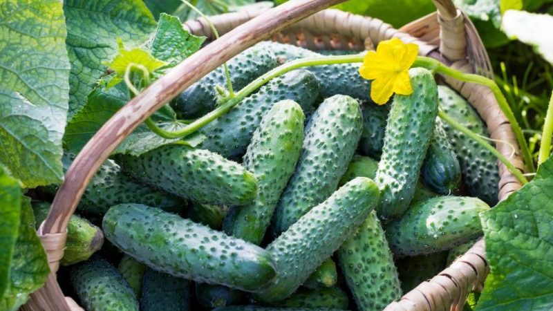Unpretentious cucumber Lilliput f1, which does not require pollination and gives a rich harvest