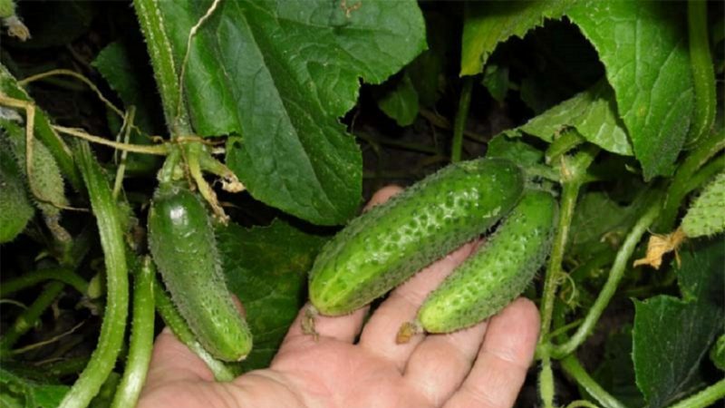 Unpretentious cucumber Lilliput f1, which does not require pollination and gives a rich harvest