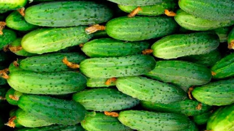 Cucumber Boy with a finger for greenhouses, open field and home cultivation