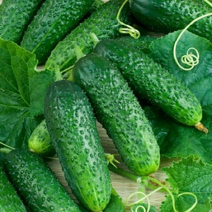 Cucumber Boy with a finger for greenhouses, open field and home cultivation
