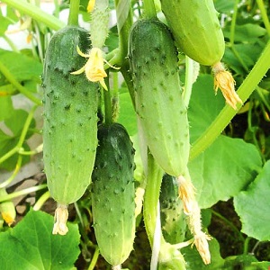 Cucumber Boy with a finger for greenhouses, open field and home cultivation