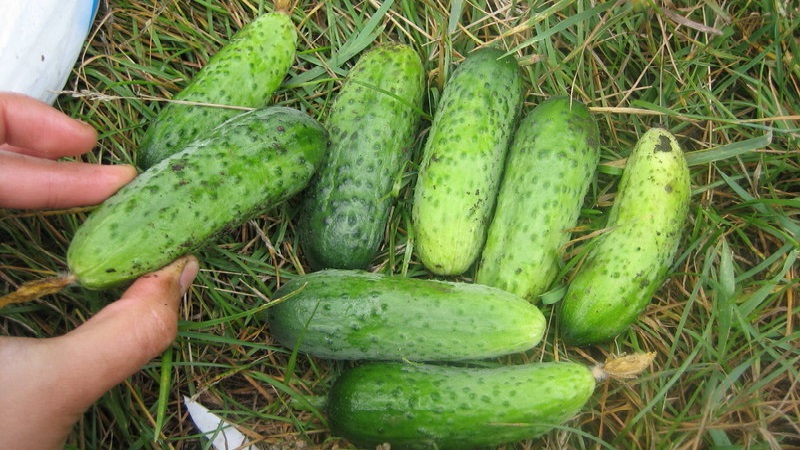 Cucumber Boy with a finger for greenhouses, open field and home cultivation