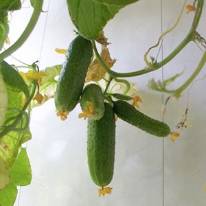 Cucumber Boy with a finger for greenhouses, open field and home cultivation