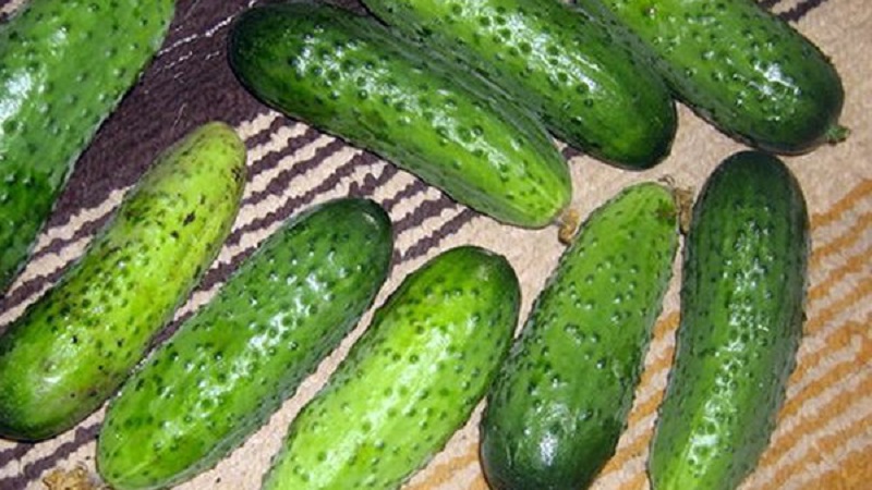 Cucumber Boy with a finger for greenhouses, open field and home cultivation