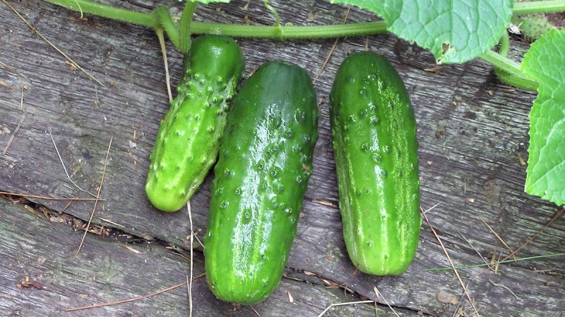 Cucumber Boy with a finger for greenhouses, open field and home cultivation