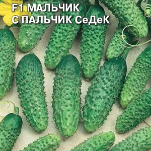 Cucumber Boy with a finger for greenhouses, open field and home cultivation
