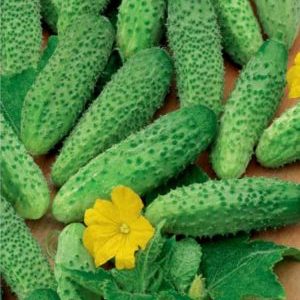 Tips for growing cucumbers Masha F1: how to get a good harvest in winter