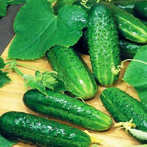 Tips for growing cucumbers Masha F1: how to get a good harvest in winter