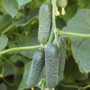 Tips for growing cucumbers Masha F1: how to get a good harvest in winter