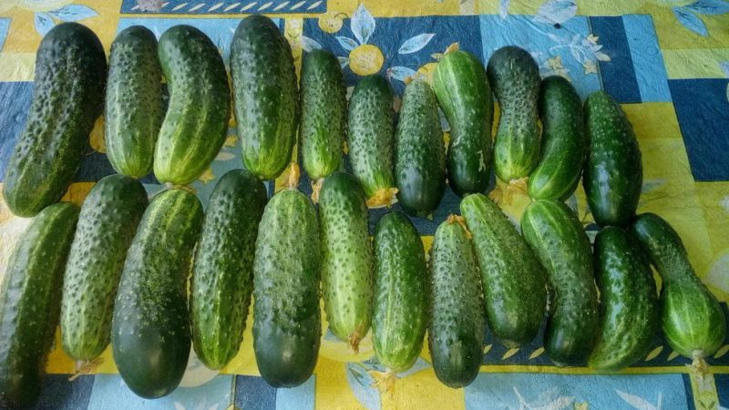 What are good and how to properly grow red mullet cucumbers for delicious preparations for the winter