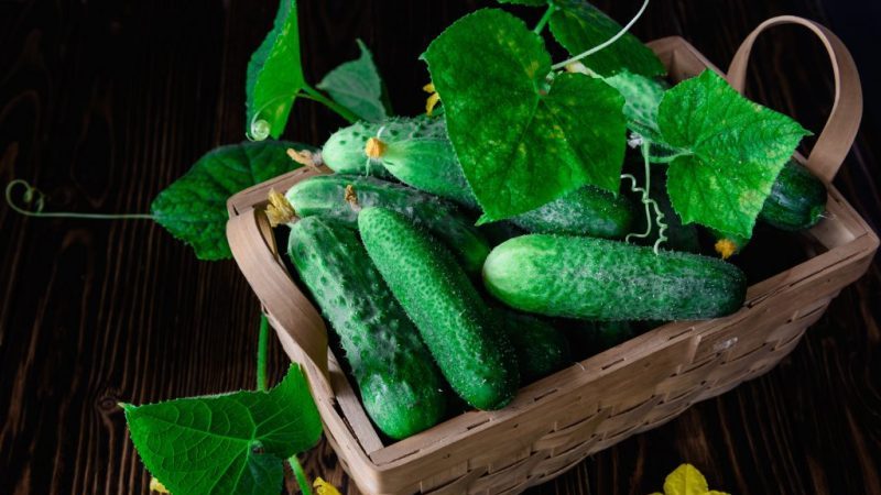 What are good and how to properly grow red mullet cucumbers for delicious preparations for the winter