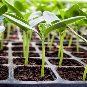 What are good and how to properly grow red mullet cucumbers for delicious preparations for the winter