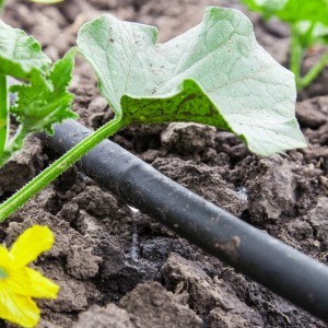 What are good and how to properly grow red mullet cucumbers for delicious preparations for the winter