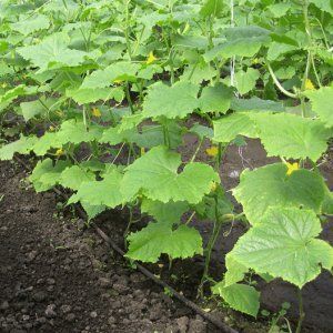 What are good and how to properly grow red mullet cucumbers for delicious preparations for the winter