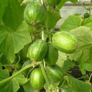 Unusual round cucumbers Chupa Probe for salads and winter preparations