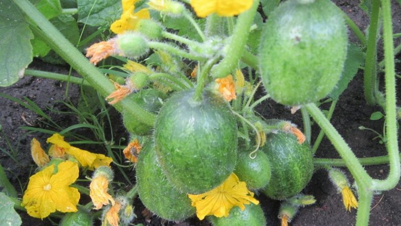 Unusual round cucumbers Chupa Probe for salads and winter preparations
