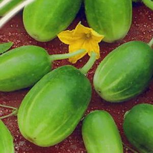 Unusual round cucumbers Chupa Probe for salads and winter preparations