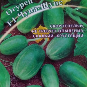 Unusual round cucumbers Chupa Probe for salads and winter preparations
