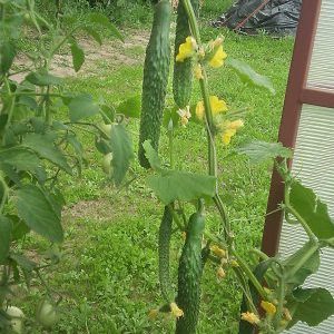 Cucumber hybrid Emerald Stream for the most delicious salads
