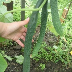 Cucumber hybrid Emerald Stream for the most delicious salads