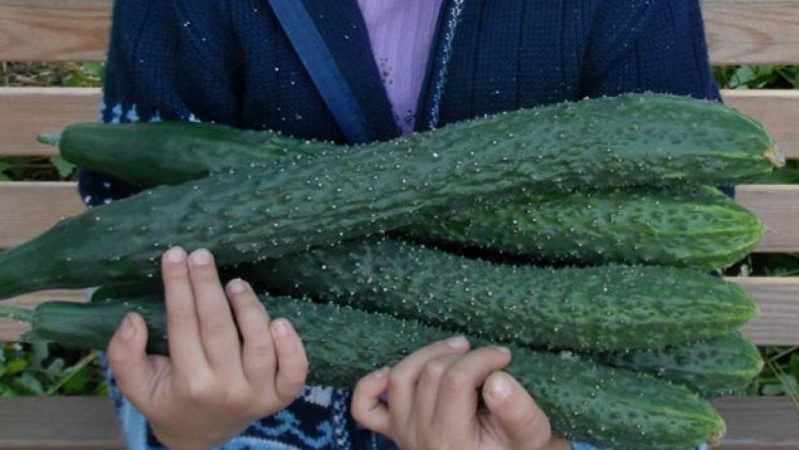 Cucumber hybrid Emerald Stream for the most delicious salads