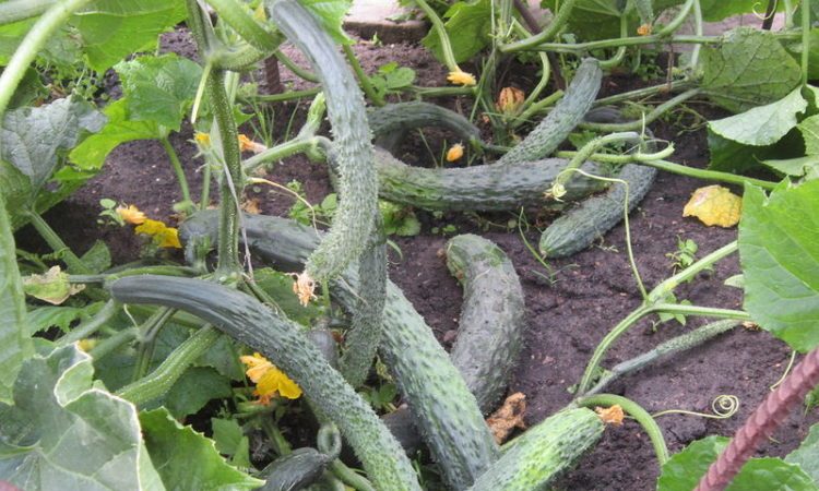 Cucumber hybrid Emerald Stream for the most delicious salads