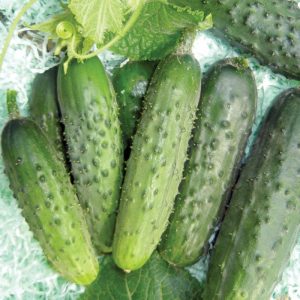 A productive and easy-care variety of cucumbers Fingers with excellent tasty fruits