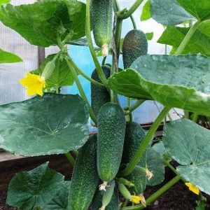 A productive and easy-care variety of cucumbers Fingers with excellent tasty fruits