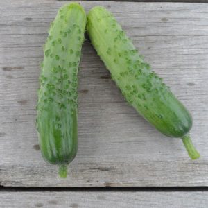 A productive and easy-care variety of cucumbers Fingers with excellent tasty fruits
