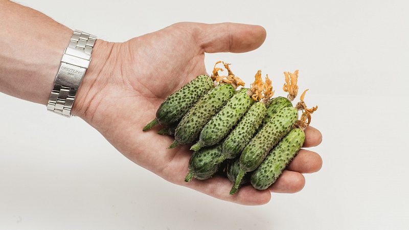 Easy-care early cucumber Temp for salads and preservation
