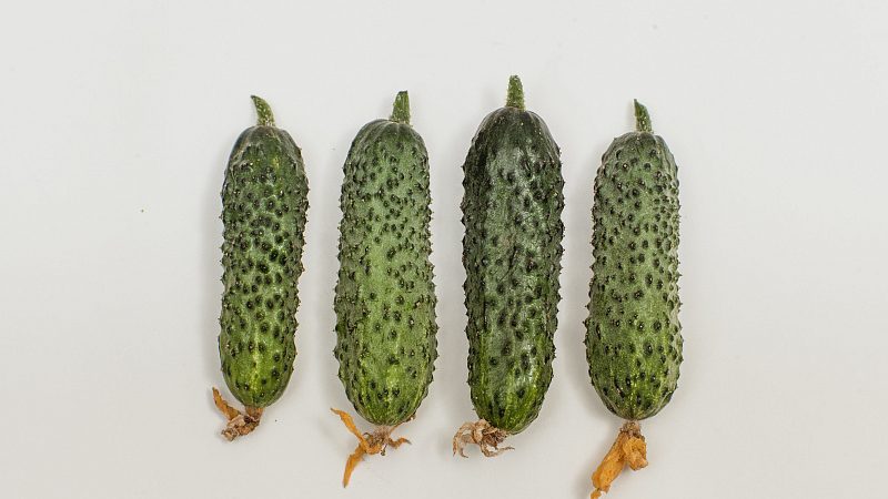 Easy-care early cucumber Temp for salads and preservation