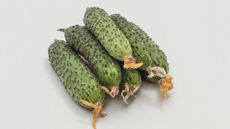 Easy-care early cucumber Temp for salads and preservation