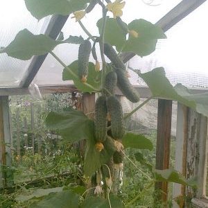 Easy-care early cucumber Temp for salads and preservation