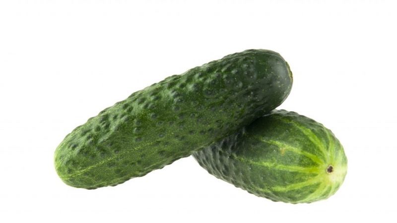 Cucumber Hybrid Grooming Suitable for Harsh Conditions