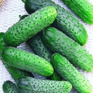 Cucumber Hybrid Grooming Suitable for Harsh Conditions