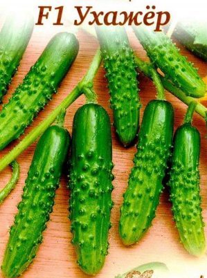 Cucumber Hybrid Grooming Suitable for Harsh Conditions